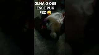 Olha o que o meu pug Fez 🤣