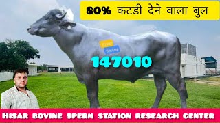 147010 bull hisar bovine sperm station research center ✨️80%कटडी देने वाला ब्युटी का चैम्पियन बुल ✅️