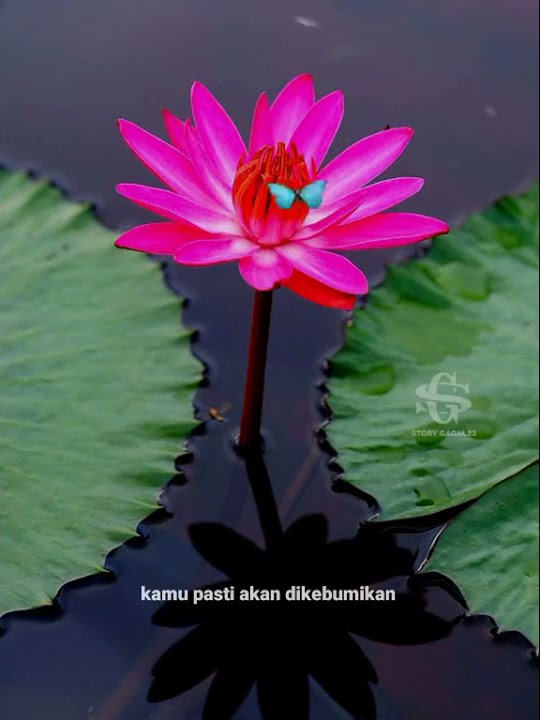Story Wa Psht Keren// Jangan Merasa Sombong, kalau masih kakimu Sama Sama Menginjak Bumi