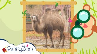 #StoryZoo | StoryZoo in The Zoo | Learn About The Camel! | Educational Videos for Children |