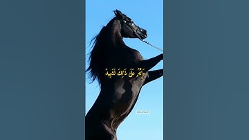 سورة ( العاديات ) القارئ عثمان مشعل الحداد ...
