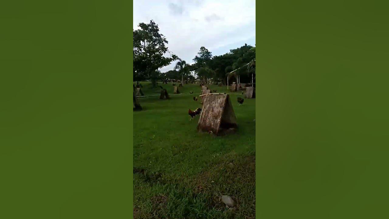 wild creek gamefarm YouTube