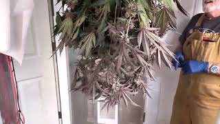 Raw Garden Chop And Dry