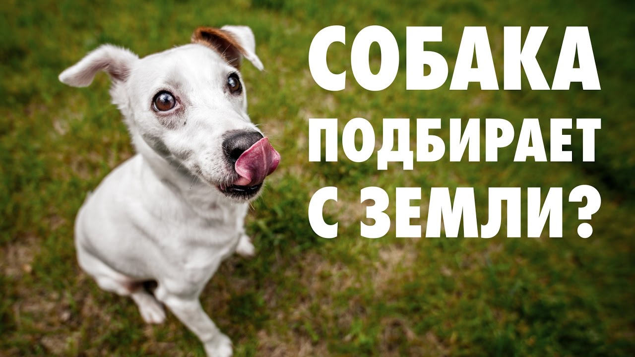 Как отучить собаку подбирать на улице?
