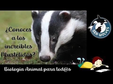 Vídeo: Diferencia Entre Armiño Y Comadreja