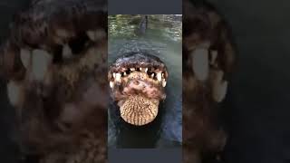 Alligator's Mating Call 😯
