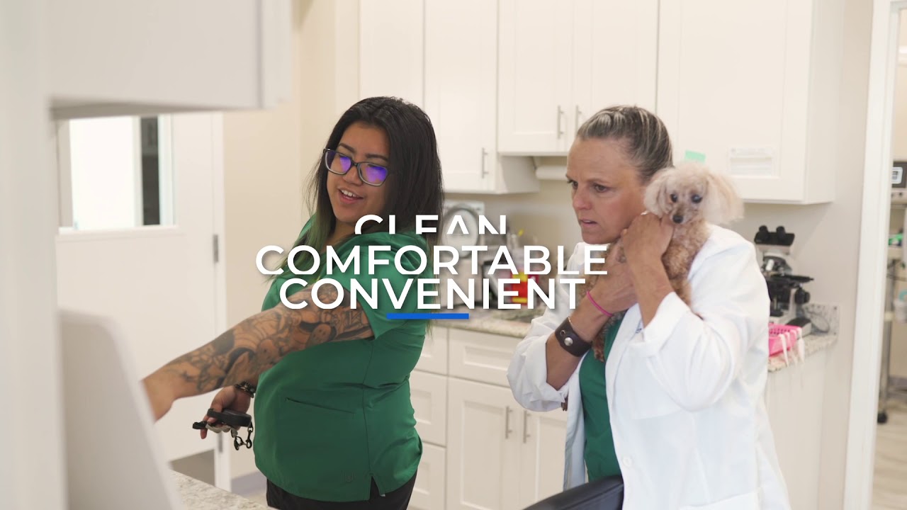 Kingsview Animal Hospital Commercial 2020 YouTube
