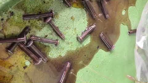 Cold Heading Machine for Screw Production | Automatic High-Speed Bolt Former | Leon Machinery