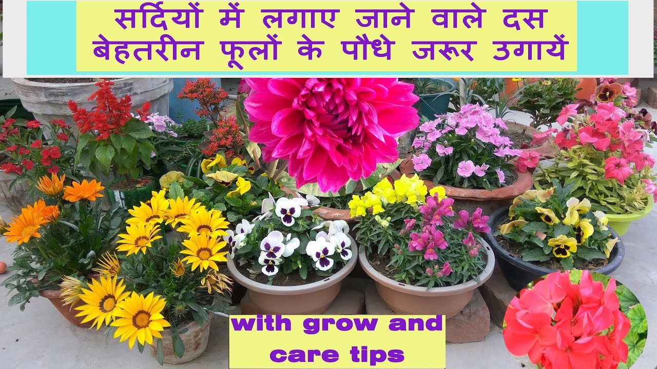 Top 10 Winter Flowers In India 9 Is My Favourite Oct To Nov Sowing