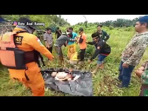 FULL VIDEO DETIK - DETIK BOCAH UMUR 8 TAHUN DI MAKAN BUAYA MUARA DI KALIMANTAN TIMUR