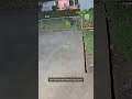 Iguanas Tumble From Tree In Florida