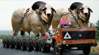 5 Most Unique Bulls in the World