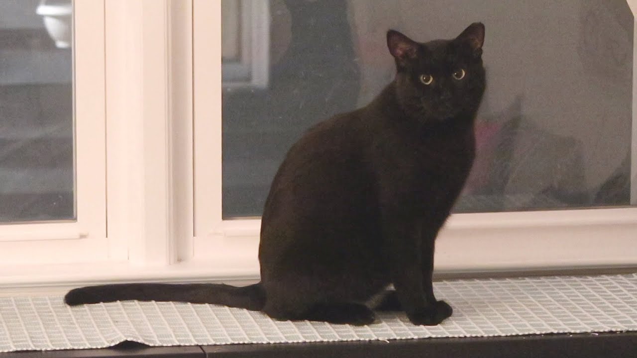 funny cats sleeping in weird positions compilation 2014 funnyplox Boo Year 2 # 114 A Deep Freeze, Mukbang With Boo, Dominance Games