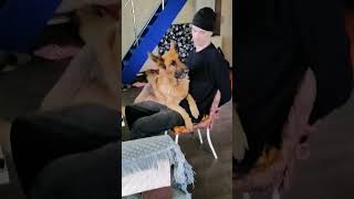 Успокойтесь, и пейте ромашку🤣 #youtubeshorts #юмористическийконтент #собака #собака