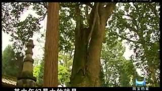 国宝档案  寻访桢楠王（下）