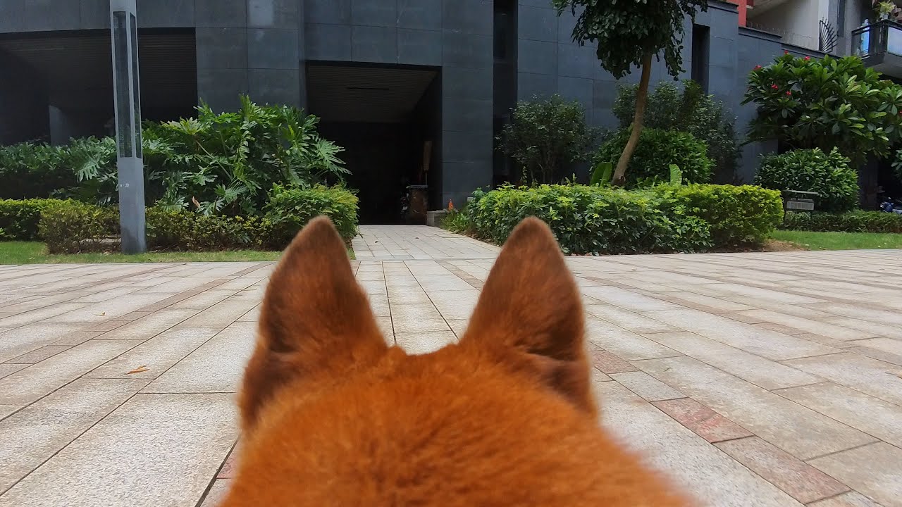 mafei sight world || 吗啡的视界 S1E3