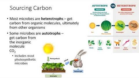 Ch 3 Microbial Metabolism