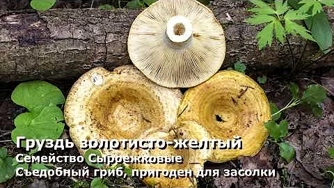 Редкие грибы из Красной книги Московской области