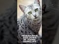 3 characteristics of Arabian Mau cats の動画、YouTube動画。