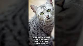 3 characteristics of Arabian Mau cats