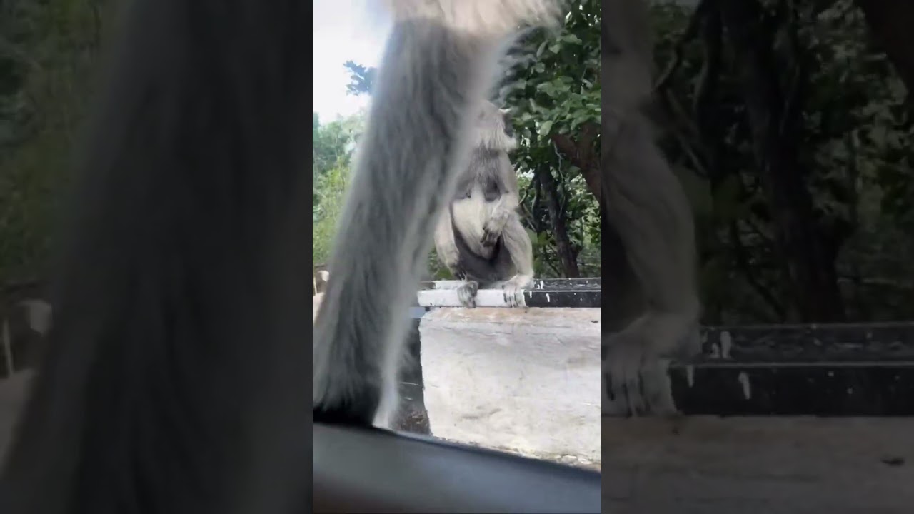 Animal teaser 😯😯 