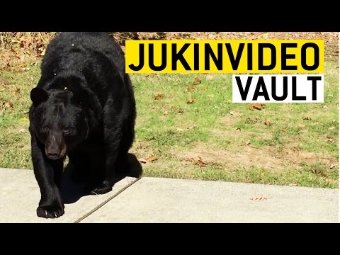 Bears Are the Best Compilation from the JukinVideo Vault