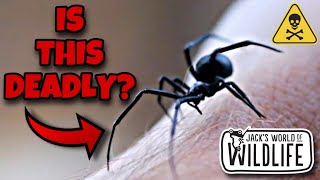 BLACK WIDOW BITE! WHAT Does It DO?