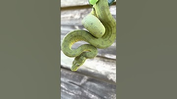 Stunning Baby Anaconda Phase Emerald Tree Boa (Corallus caninus)