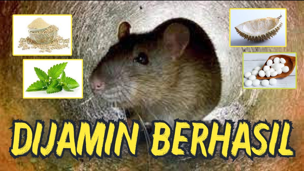 5 trik yang dapat Anda gunakan untuk mendetoksifikasi organisme Anda secara alami