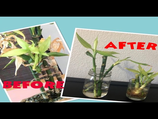Easy Lucky Bamboo propagation, How to cut Lucky Bamboo