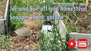 Snapping Turtle laying eggs in the garden #canadianhomesteaders #snappingturtles #offgridhomestead