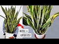 DO THESE 5 Things To Grow HUGE SNAKE Plant FASTER!