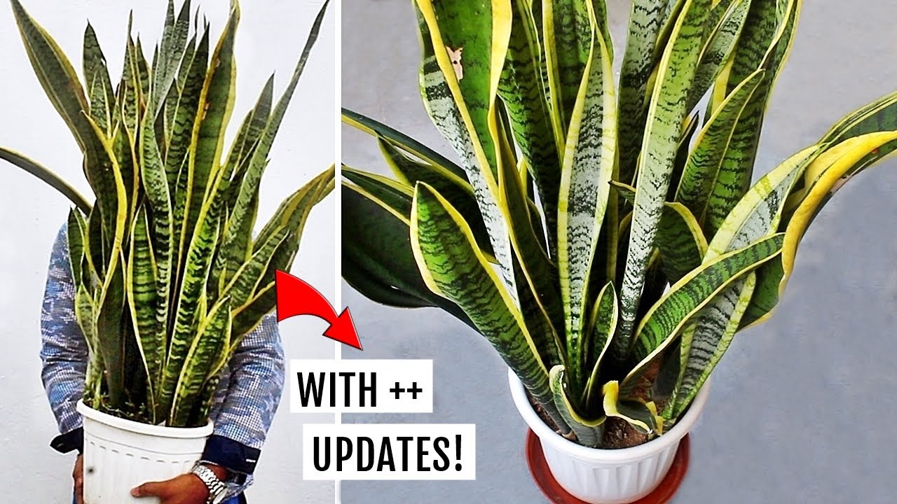 Do These 5 Things To Grow Huge Snake Plant Faster!