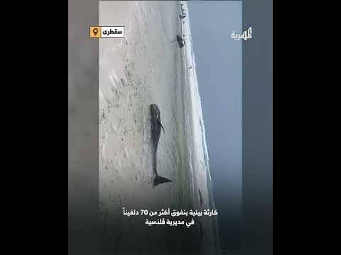 نفوق أكثر من 70 دلفيناً في سقطرى في كارثة بيئية قد تواجه الجزيرة