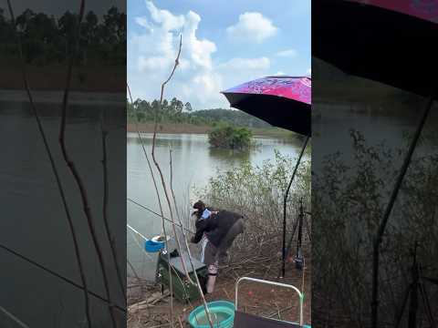 Câu cá ở lòng hồ Trị An #cauca #fishing #vyhanfishing