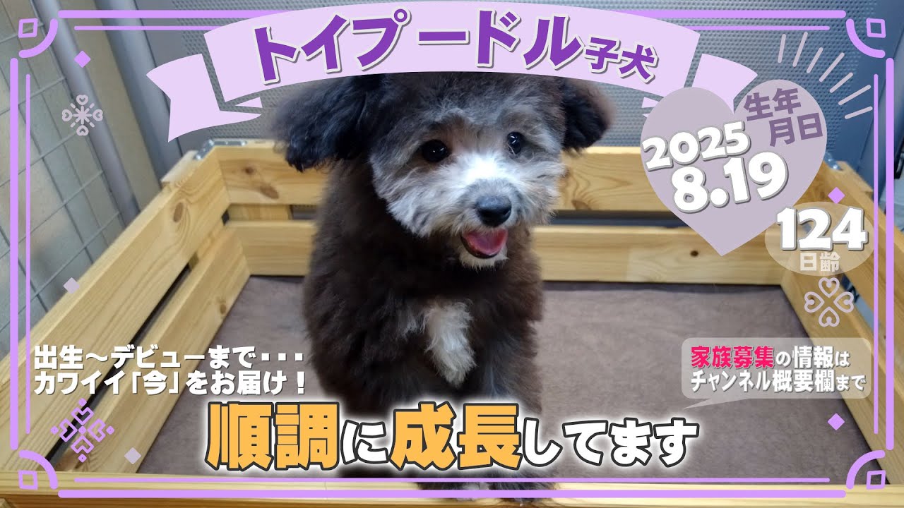 トイプードル子犬｜2025.8.19生（124日齢）｜グレー｜女の子｜滋賀県