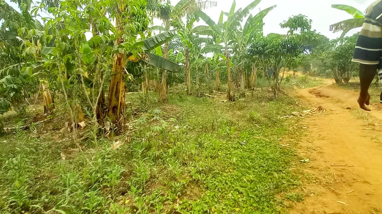 30 acres of private mailo land is for sale in Mayirikiti Nakaseke