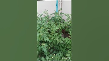 চেরি টমেটোর 🌳 গাছ#cherry Tomatoes plants🌱 #shots#short #youtubeshorts