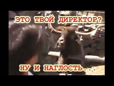 Возможно это твой начальник Смешное видео