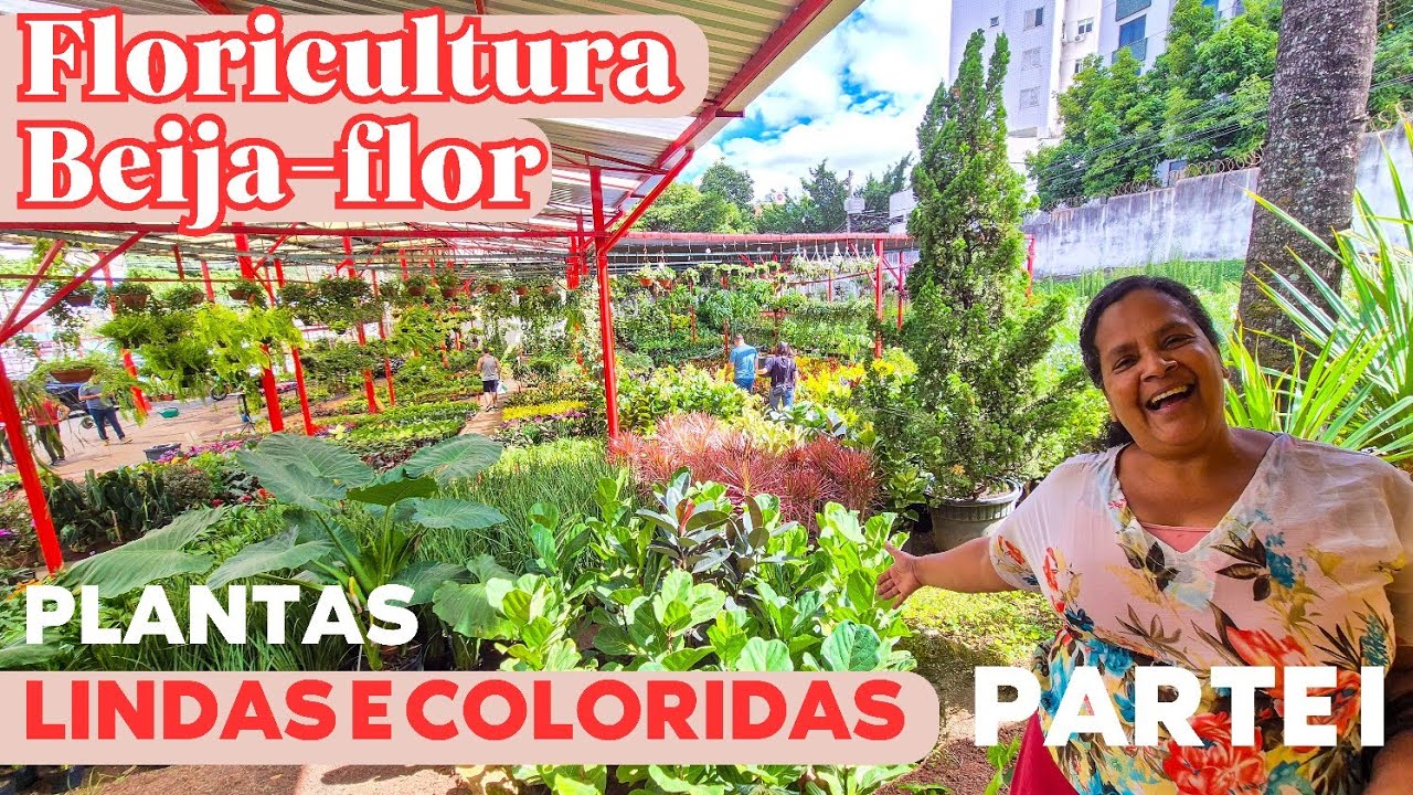FLORICULTURA BEIJA-FLOR EM BH: MUITAS FLORES, FOLHAGENS COLORIDAS DE PREÇOS VARIADOS | ESCUDO PERSA