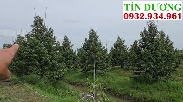 Hệ thống phun thuốc tự động cho sầu riêng ở Ô Môn, Cần Thơ. TÍN DƯƠNG 0932934961