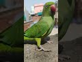 Cute Parrot Sound Parrots Shorts Viral Babyparrot