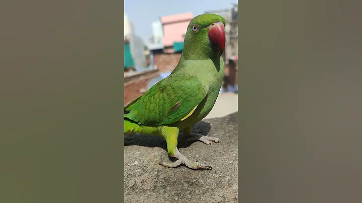 cute parrot sound 🔊❣️ ❤😍😍❣️🤪🤪 #parrots #shorts #viral #babyparrot