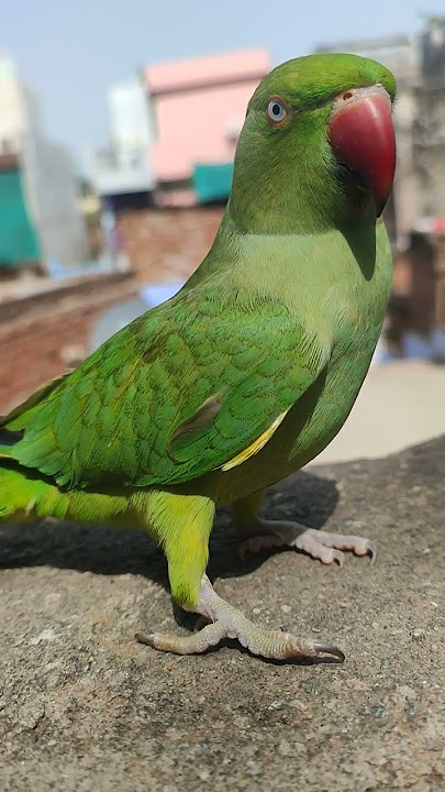 cute parrot sound 🔊❣️ ❤😍😍❣️🤪🤪 #parrots #shorts #viral #babyparrot