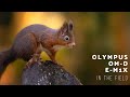 Wildlife Photography at Argaty | Olympus OM-D E-M1X | Micro Four Third