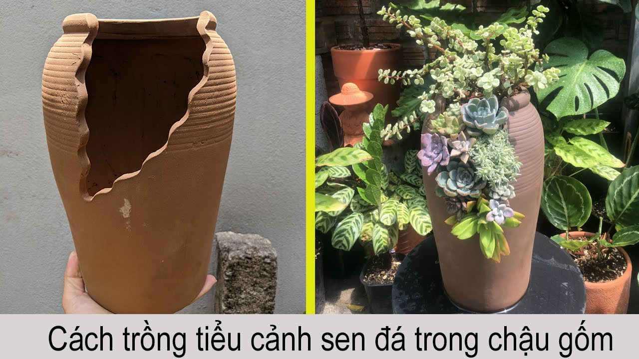 2 .Cách Trồng Tiểu Cảnh Sen Đá Trong Chậu Gốm| Succulent Garden|多肉植物 | 다육이들  - Youtube