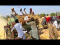 High Speed Fiat 480 Tractor Performance on Thresher Machine | Full Wheat Harvesting Process | 4K