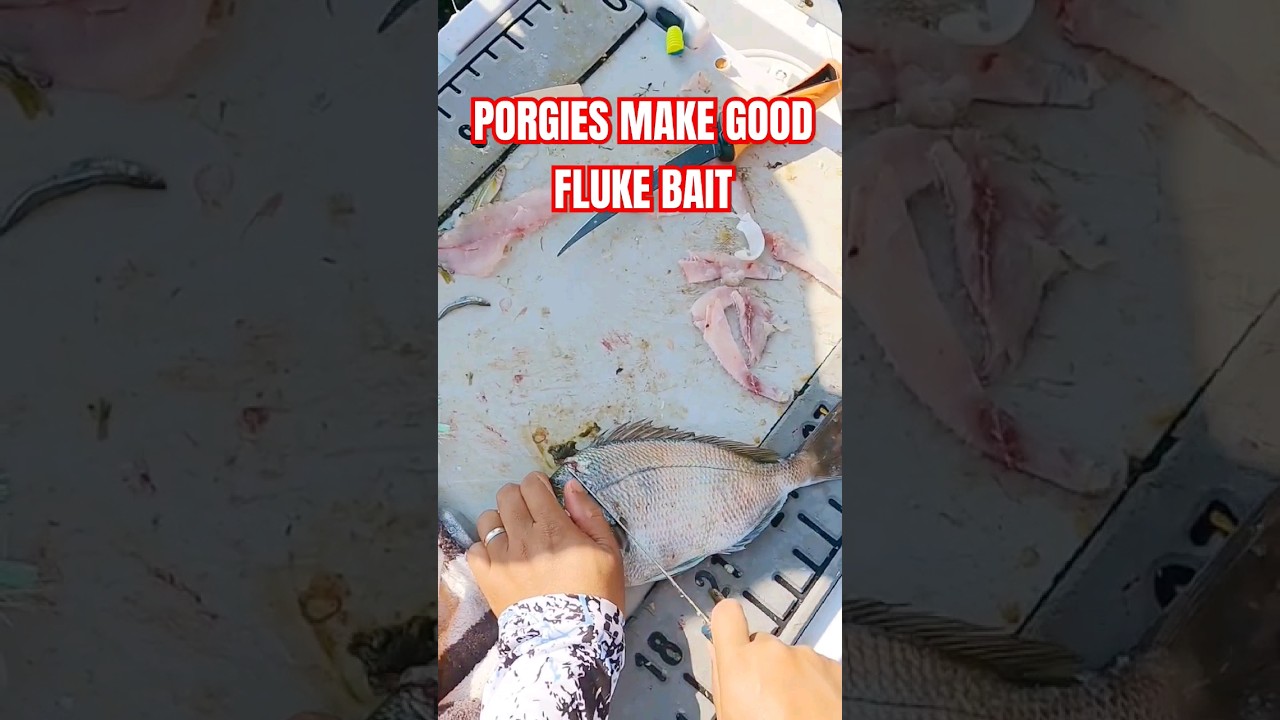 Porgy Strips Make Great Fluke Bait