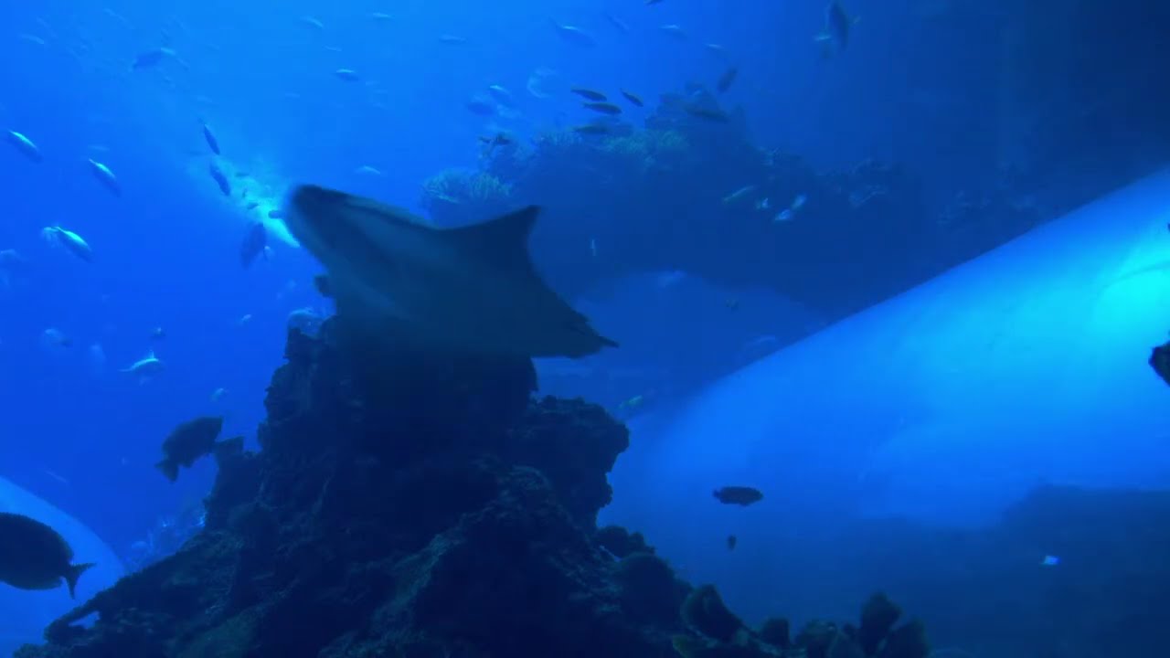 海生館直播影片 縮圖