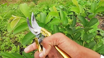 Guava Tree Cutting Techniques - Guava Tree Pruning Techniques - 10 Minute Videos